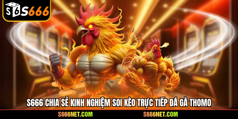S666 chia sẻ kinh nghiệm soi kèo trực tiếp đá gà Thomo