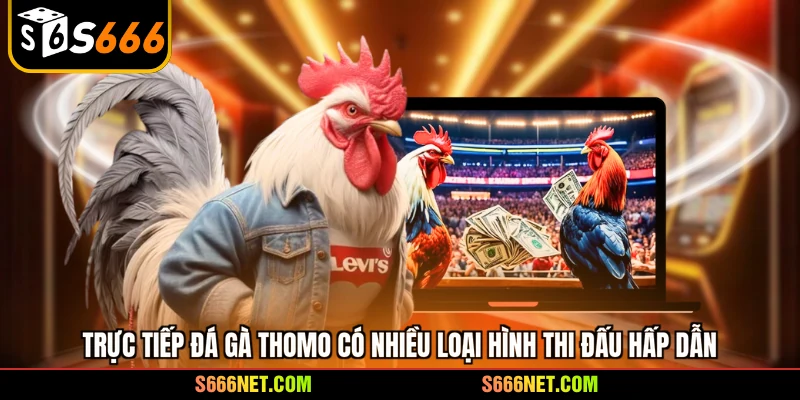 Trực tiếp đá gà Thomo có nhiều loại hình thi đấu hấp dẫn